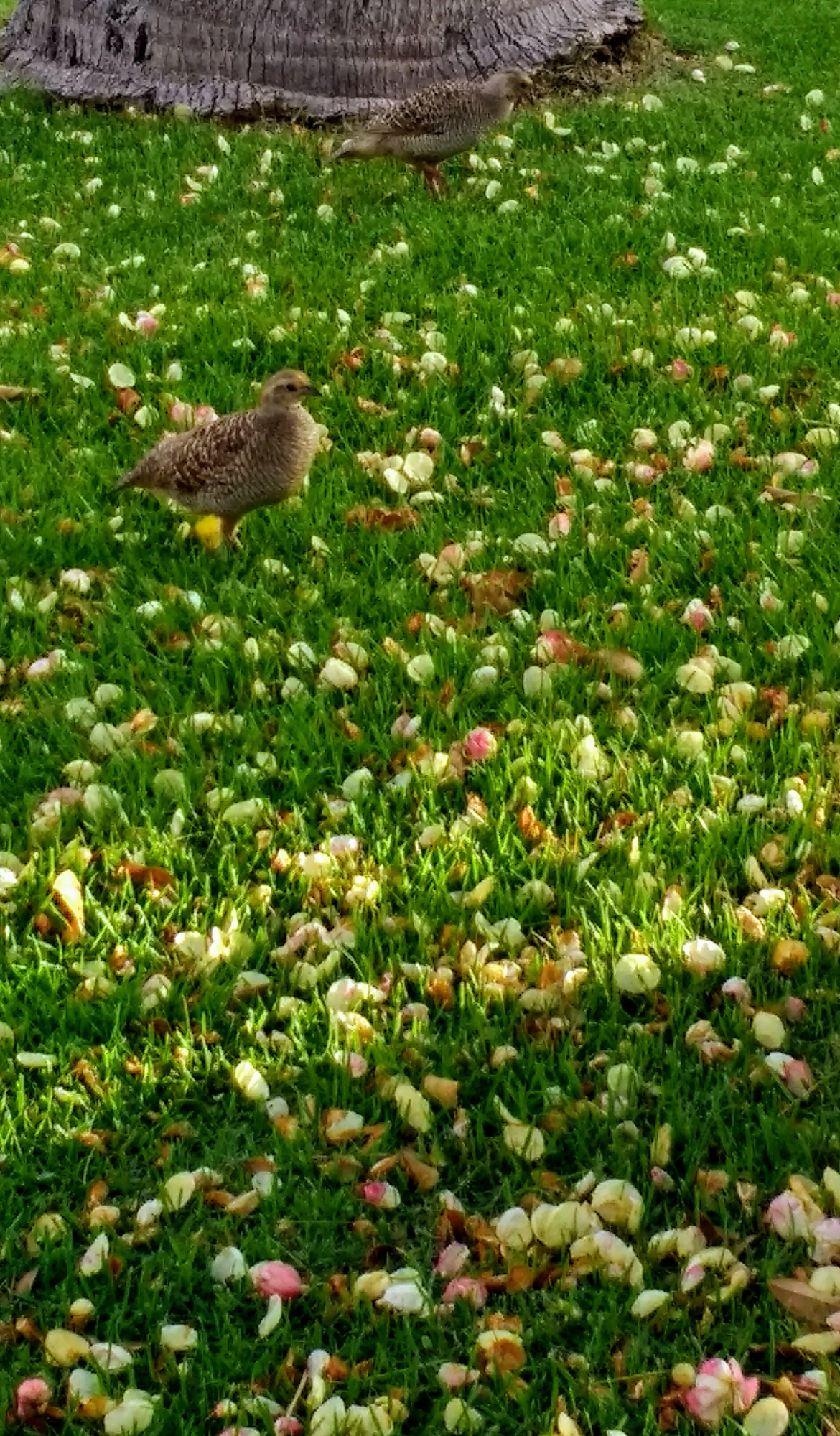 Francolin bird